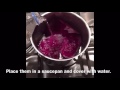 Red Cabbage Experiment