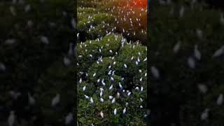 Vador Mase Kasi Fote R Zingga Ful Vlogs