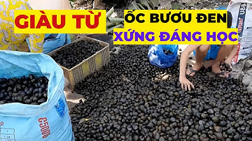 Làm Giàu Từ Nuôi Ốc Bươu Đen | Nông dân làm giàu