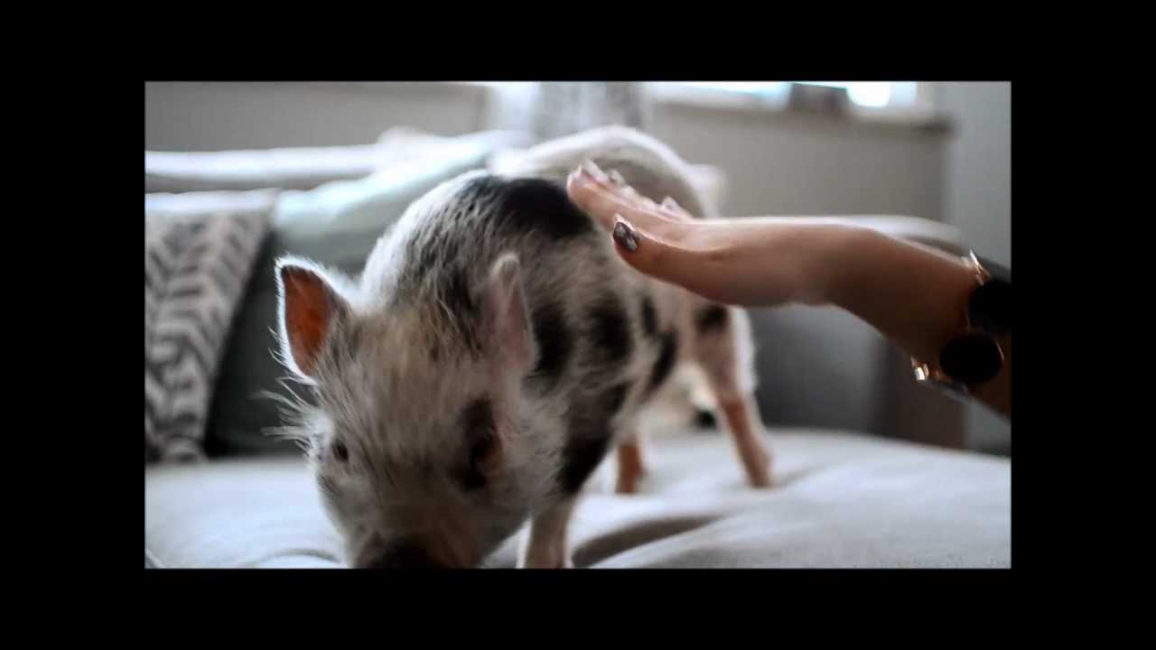 How to Train Your Micro Mini Pig: Sit, Stay, Jump, Shake Hands