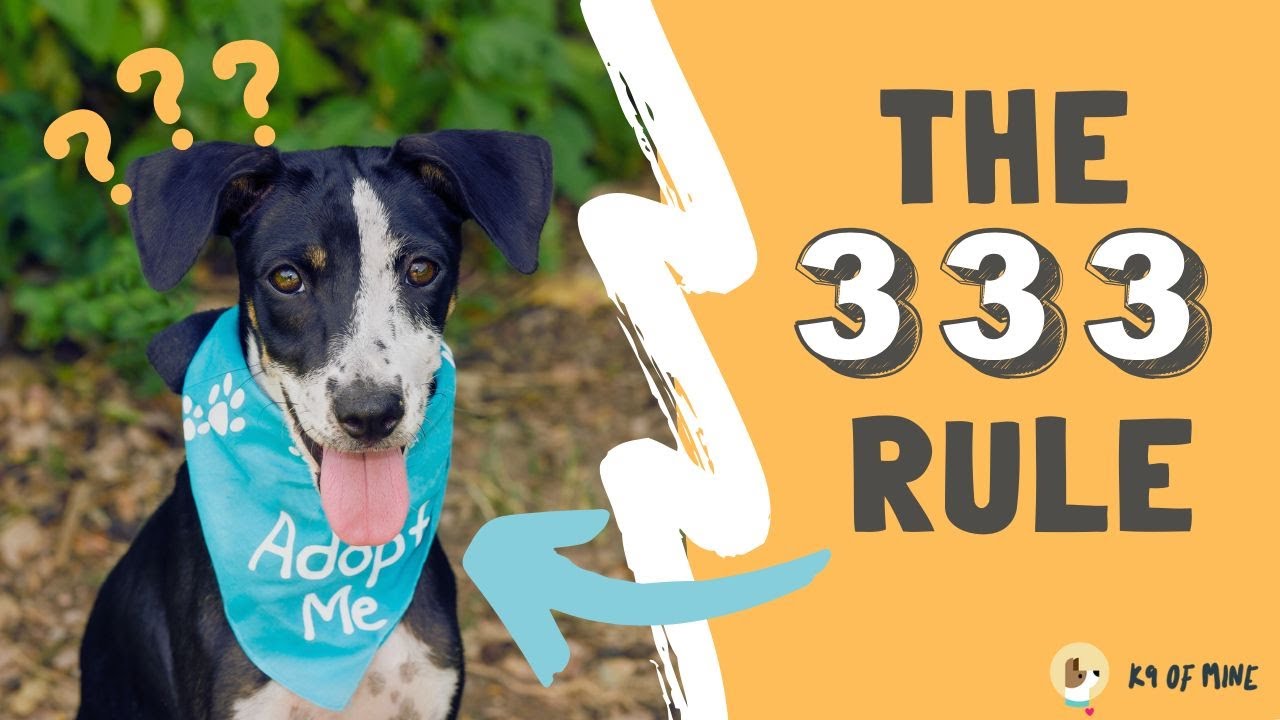 333 Rule Rescue The 3-3-3 Rule for Rescue Dogs | What EVERY New Dog Owner Needs to Know ...