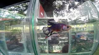 1st Tacurong City Betta Flare Show