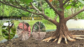 Pemula Wajib Tau Cara Memilih Bahan Dasar Bonsai Waru