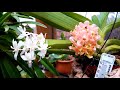 Орхидеи, цветение в декабре - Ринхостилис, Каттлея, Дендробиум, Онцидиум, Целогина, Голубая птица.