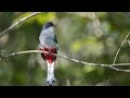 Cuba's Unique Avian Life