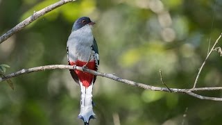 The Birds of Cuba