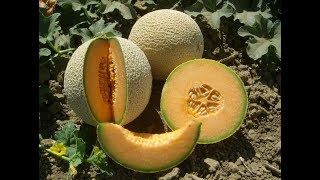 How to Grow Backyard Cantaloupes