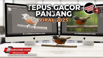 🔴 Tepus Kepala Abu Abu Gacor Panjang Tembakan Kasar Mewah - Materan Viral 2025