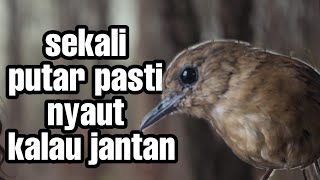 jongkangan agar gaco emosi - jongkangan ngeriwik pasti teler