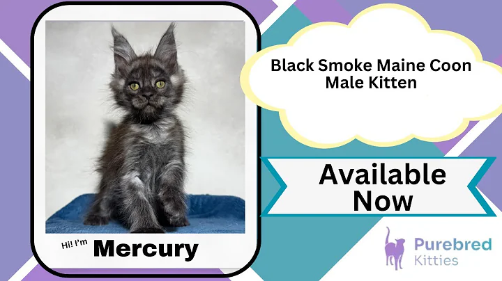 Watch the video about Mercury Black Smoke Maine Coon Male Kitten Available Now | Purebred Kitties