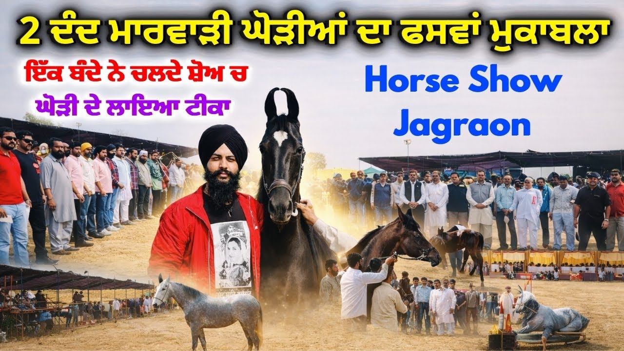 2 ਦੰਦ ਮਾਰਵਾੜੀ ਵਸ਼ੇਰੀਆਂ ਦਾ ਫਸਵਾਂ ਮੁਕਾਬਲਾ | Horse Show Jagraon 2026 | Marwadi Breed | Rangle Punjabi 