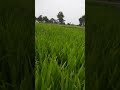 Our fields