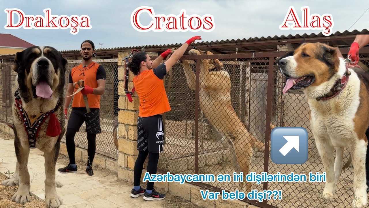 TikTok Ulduzu XL-Dogs Volkodavları – Bu İtlər Sizi Təəccübləndirəcək!