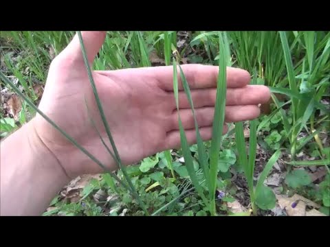 Video: Residents Of The South Of Kuzbass Accuse Bigfoot Of Destroying Wild Garlic (wild Garlic) - Alternative View