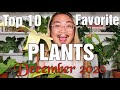 My Top 10 Favorite Houseplants - December 2020