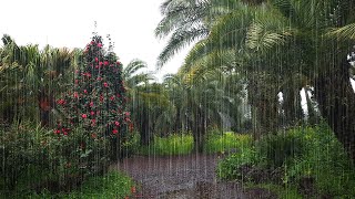 The Sound of Rain Falling on Palm Trees - Fall Asleep Fast, Insomnia Relief