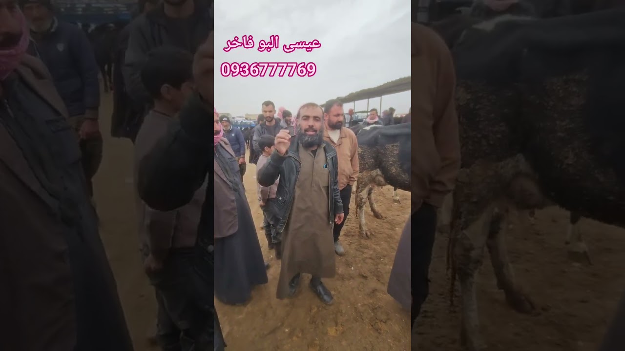 سوق الابقار في منبج  عيسى البو فاخر 0936777769