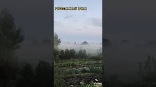 Последствия тумана в Чернобыле