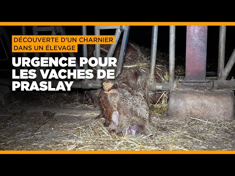 Urgence pour les vaches de Praslay en Haute-Marne