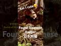 During Kumano Kodo Trekking Saw A Wild Japanese Badger In Shingū Castle Ruins At Nigh Meles Anakuma During Kumano Kodo Trekking Saw A Wild Japanese Badger In Shingū Castle Ruins At Nigh Meles Anakuma
