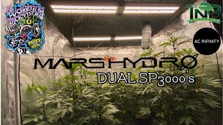 Mars Hydro Cup Dual SP3000’s in a 4x4 Ripper Seeds washing machine day 12 into flower.