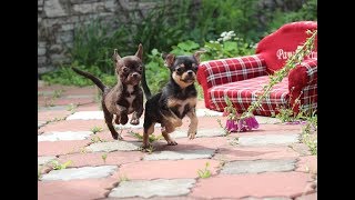 ЩЕНКИ ЧИХУАХУА мальчики 3 месяца ЩЕНКИ ЧИХУАХУА мальчики 3 месяца