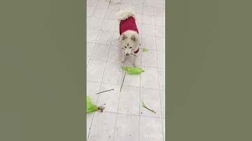 Morning fun workout #dog #cuteanimals #viral #doglover #youtubeshorts #trending