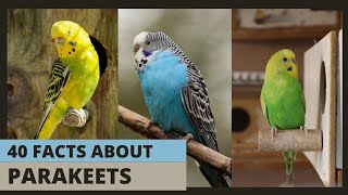 Parakeet Fun: 40 Quirky Facts About These Colorful Birds