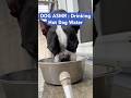 Doggie Daycare ASMR : Drinking Hot Dog Water 🌭💦 #shorts
