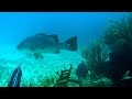 Spearfishing tips to get Snapper, Grouper and Lobster - Snorkeling coral reef mazes in the Caribbean