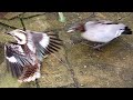 Wild duck chases kookaburra and a surprise visitor part 1