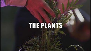 THE PLANTS by PLAYABLE STREETS