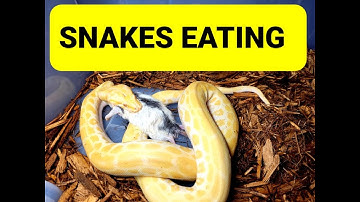 Boa Constrictor , Burmese Python , 2 Green Anacondas EATING RATS !