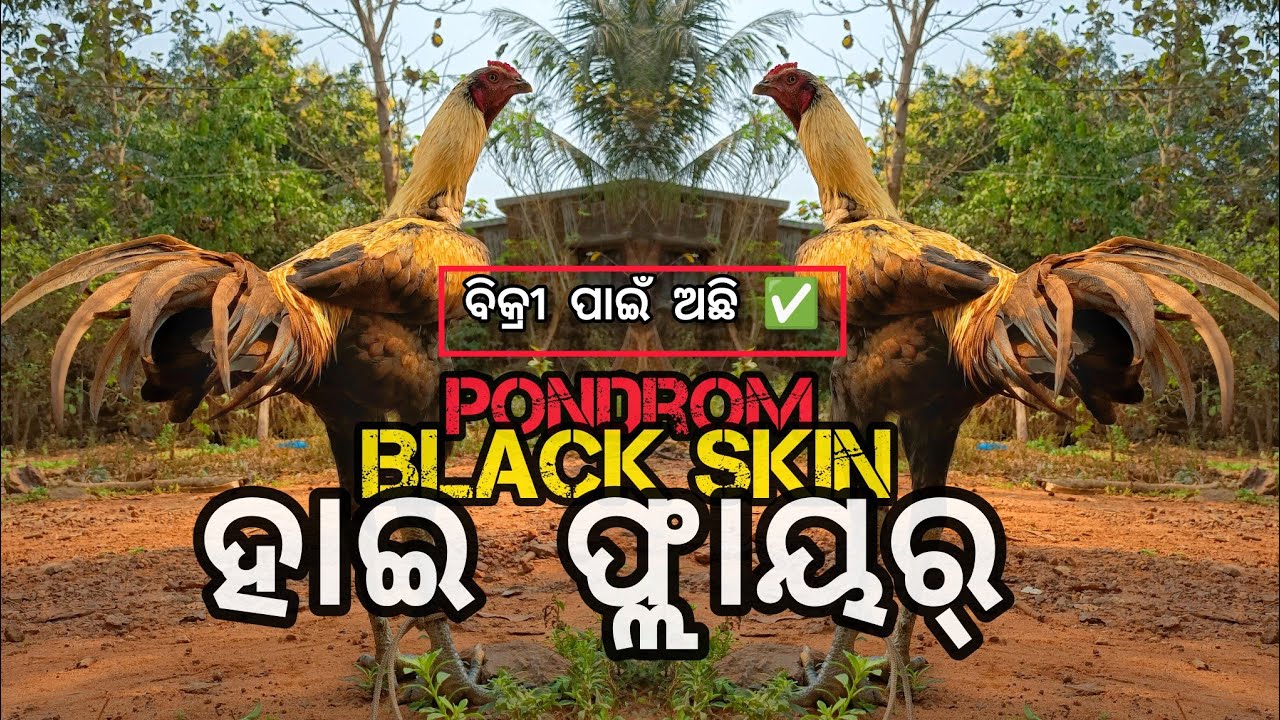 ବେଷ୍ଟ୍ ବ୍ଲାକ-ସ୍କିନ୍ ହାଇ-ଫ୍ଲାୟର କୁକୁଡ଼ା ଓଡ଼ିଶା 🐓🎉 // Black Skin Aseel Odisha 😊✅ 