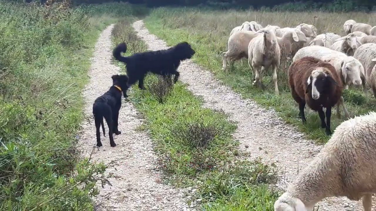 Altdeutscher Hütehund Magda, die ersten Tage im neuen Zuhause:  Tag 3