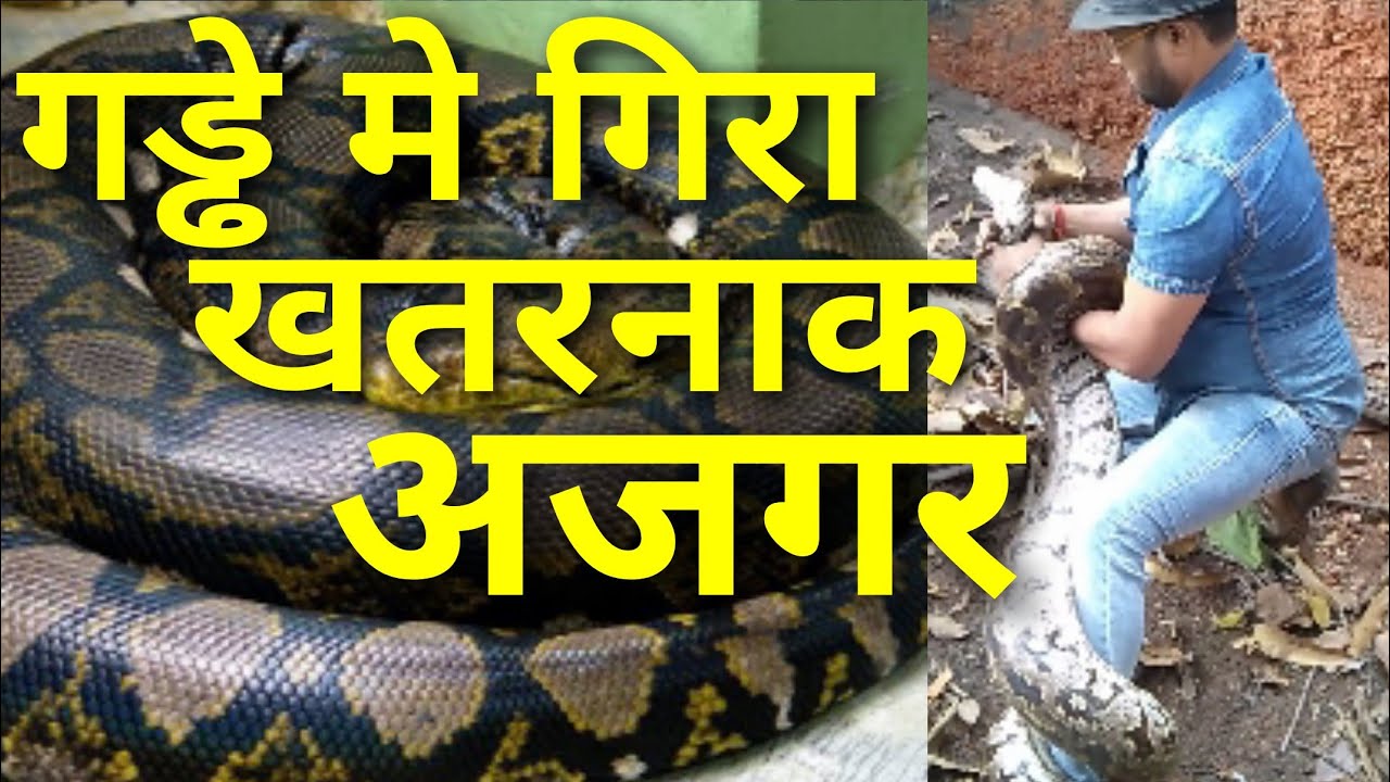 cobra rescue litters INDIAN ROCK PYTHON RESCUE