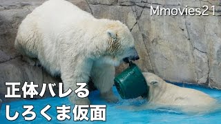 Polar Bears are playing バケツを被って遊びたいホッキョクグマ リラ