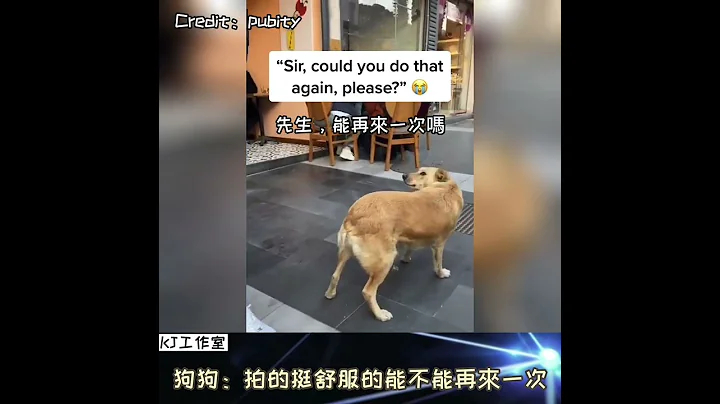 【能不能再來一次】狗狗被拍了一下屁股會有啥反應呢 - 天天要聞