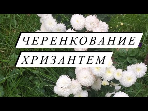 Video: Vrtna Krizantema