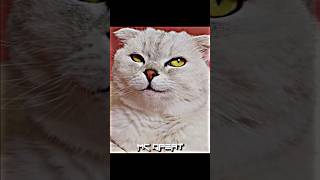 Viral Cat Story Iphone Vs Mouse Gone Wrong