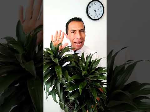 Video: Consejos para hibernar plantas de Dracaena: aprenda sobre la tolerancia al frío de Dracaena