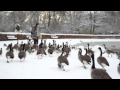 Canada Geese, Mallard Ducks, Pigeons and Gulls in Pearson Park Hull Slomo