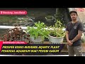 Budidaya Tanaman Hias Air (Aquatic Plant) Skala Rumahan, Cocok Bagi Pehobi Aquascape