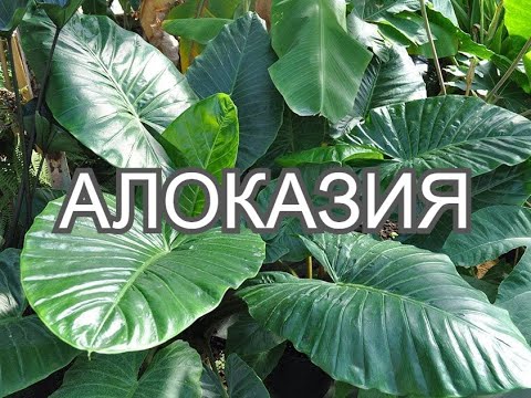 Vidéo: Alocasia