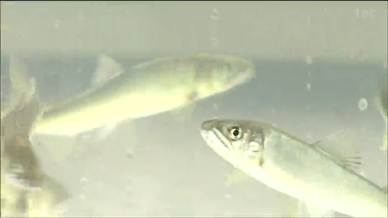 釣り人に楽しんでもらえるのが一番の目的」鳴瀬川にアユ稚魚2万6000匹