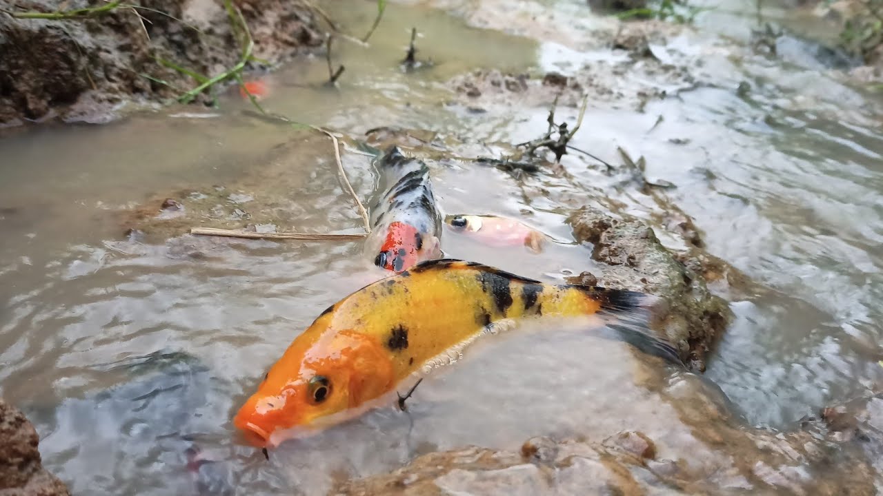 Mencari dan menangkap ikan  ikan  koi  warna  warni ikan  