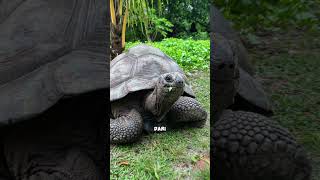 kura-kura #facts #pengetahuan #faktaunik #fakta #shortvideo #animals #tahukah #shorts