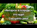 Янтарная кислота в августе реально творит чудеса в саду и в огороде