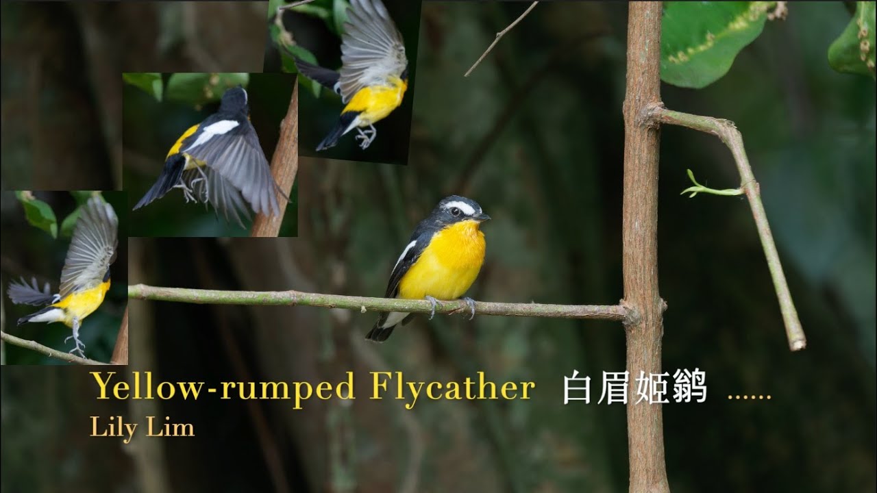 Yellow rumped Flycather 白眉姫鶲