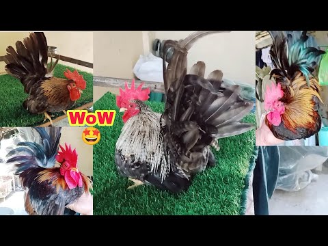 SILIPIN NYO NA ANG MGA BAGO NATING COCKS BREEDER NGAYON | CHABO JAPANESE BANTAM CHICKEN ?